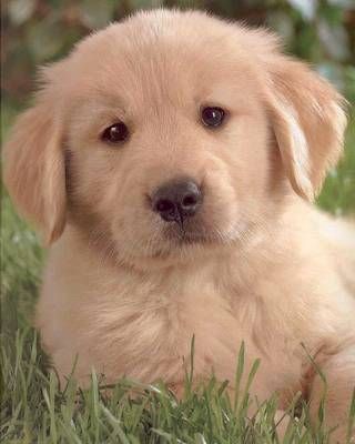 puppy_love001_golden_retriever.jpg